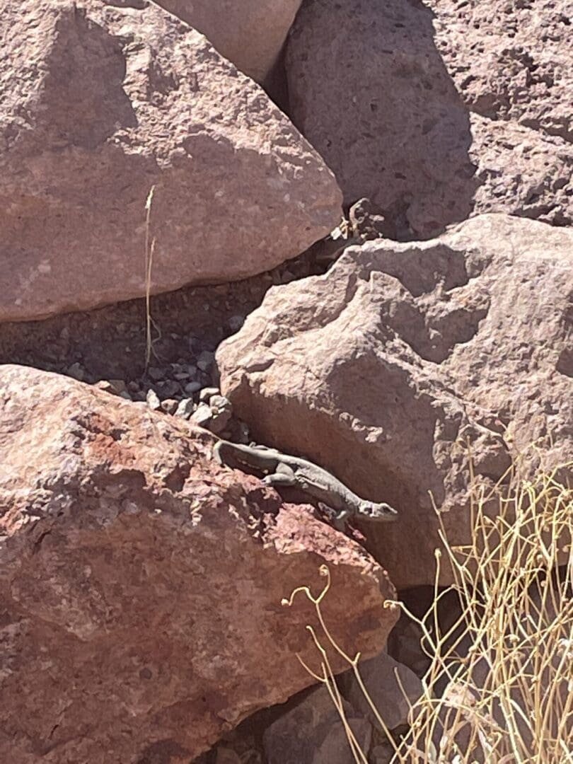 A lizard is sitting on the rocks in the desert.